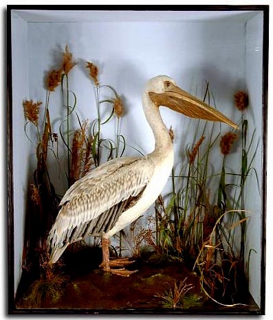 tepelican[1].JPG